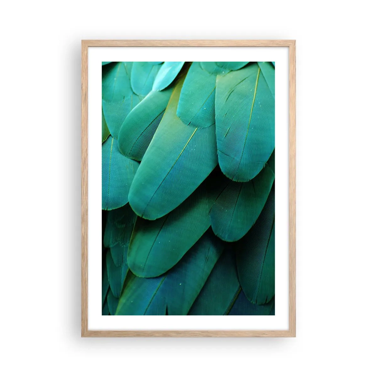 Affiche dans un chêne clair - Poster - Perfection de la nature du perroquet - 50x70 cm