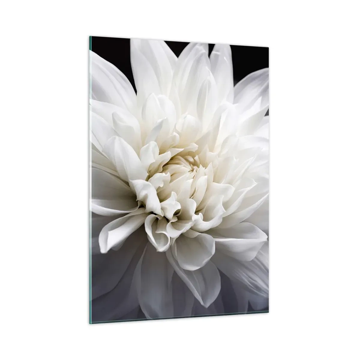 Impression sur verre - Image sur verre - Gros plan d'un dahlia blanc sur fond noir et gris - 50x70cm - Le matin de la jeune mariéé - Décoration murale moderne pour le salon et la chambre ARTTOR