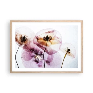 Affiche dans un chêne clair - Poster - Corps de fleurs transparente - 70x50 cm