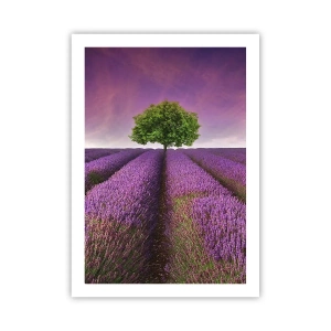 Affiche - Poster - Un champ de lavande avec un arbre solitaire contre un ciel violet - 50x70cm - Dans un champs de lavande - Décoration murale moderne pour le salon et la chambre ARTTOR
