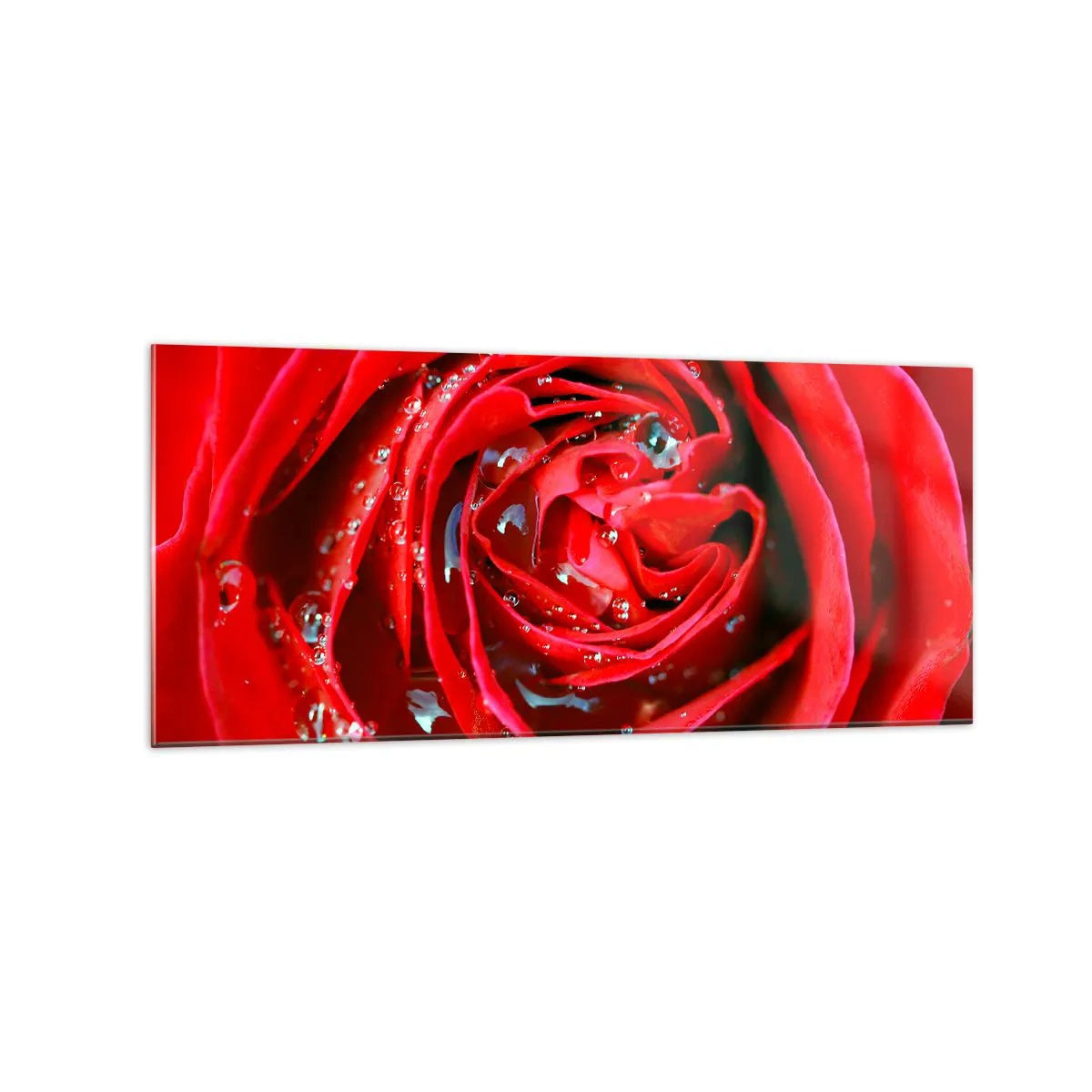 Impression sur verre - Image sur verre - Gros plan d'une rose rouge avec des gouttes d'eau sur les pétales - 120x50cm - Dans les gouttes de rosée - Décoration murale moderne pour le salon et la chambre ARTTOR