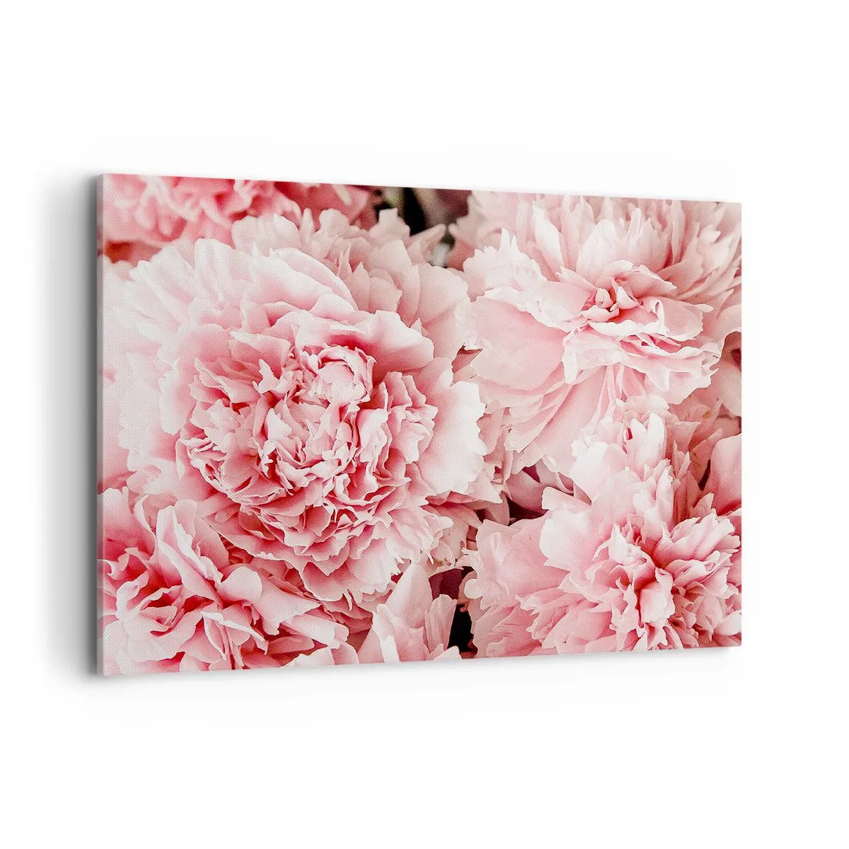 Impression sur toile - Image sur toile - Pivoines roses subtiles dans un décor délicat - 100x70cm - Rêve rose - Décoration murale moderne pour le salon et la chambre ARTTOR