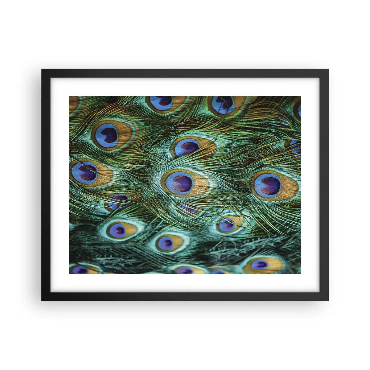 Affiche dans un cadre noir - Poster - Un regard de paon - 50x40 cm