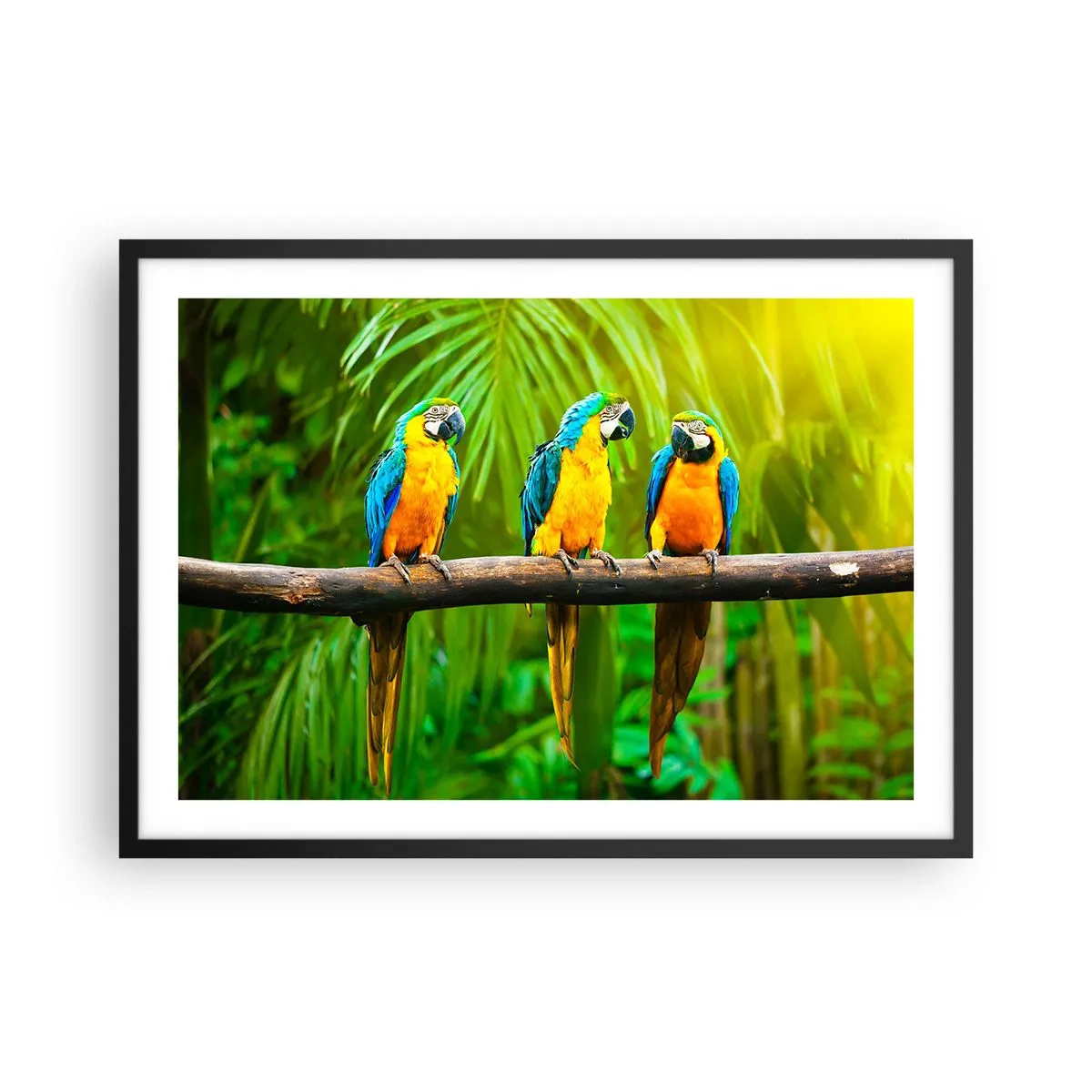 Affiche dans un cadre noir - Poster - Trois perroquets colorés sur fond de verdure tropicale - 70x50cm - Et avez-vous entendu qu'elle ...? - Décoration murale moderne pour le salon et la chambre ARTTOR