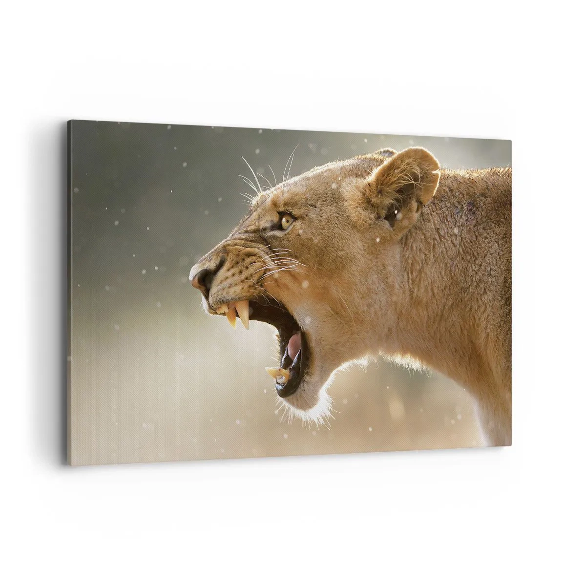 Impression sur toile - Image sur toile - Portrait d'une lionne rugissante à la lumière naturelle - 120x80cm - Essayez de ne pas écouter - Décoration murale moderne pour le salon et la chambre ARTTOR