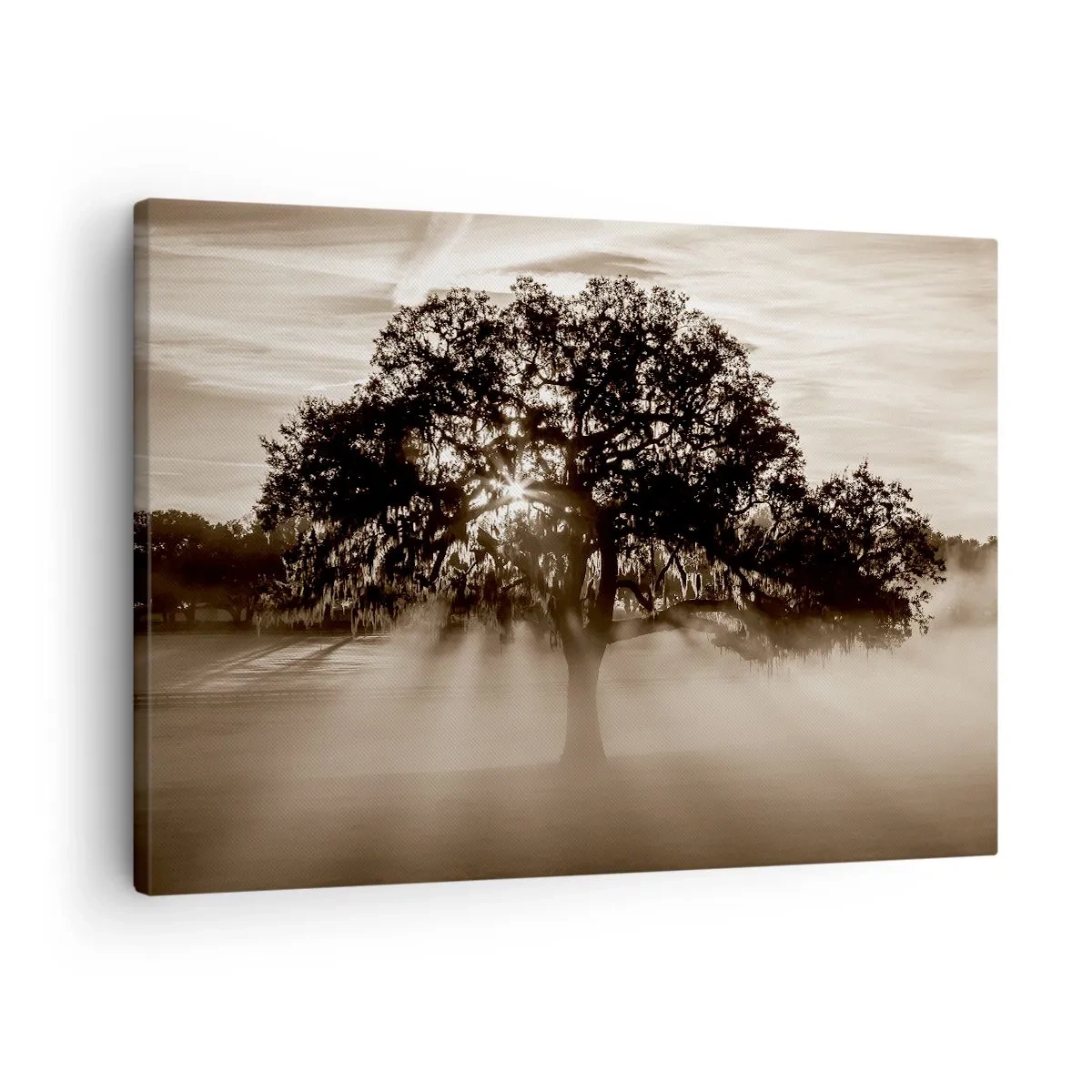 Impression sur toile - Image sur toile - Des rayons de soleil brillent à travers un arbre solitaire - 70x50cm - Arbre de bonnes nouvelles - Décoration murale moderne pour le salon et la chambre ARTTOR