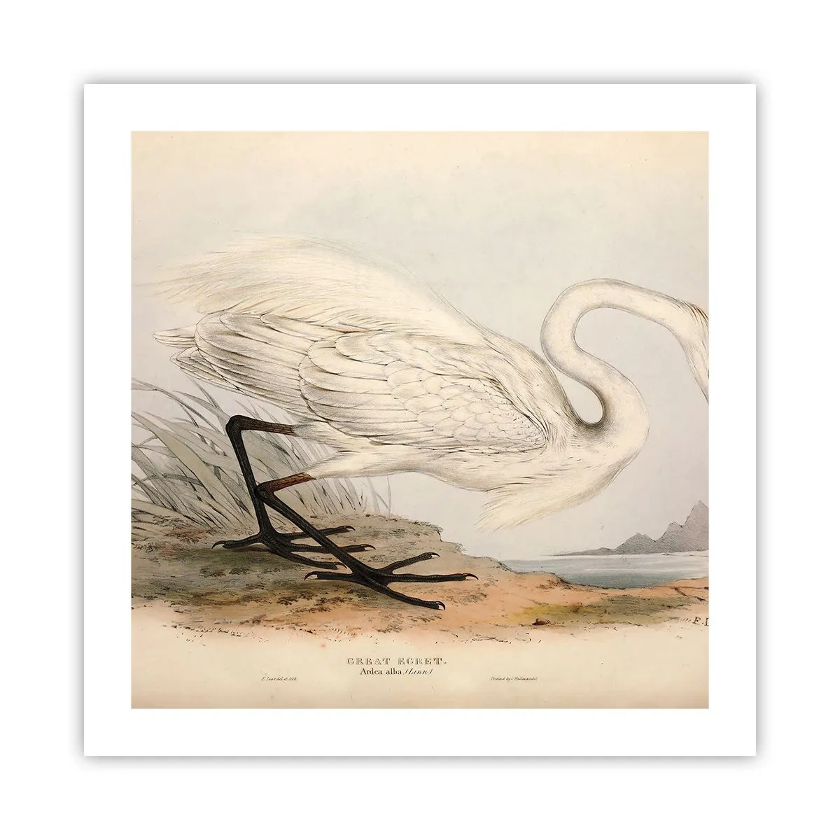 Affiche - Poster - Dame sur les joncs - 50x50 cm