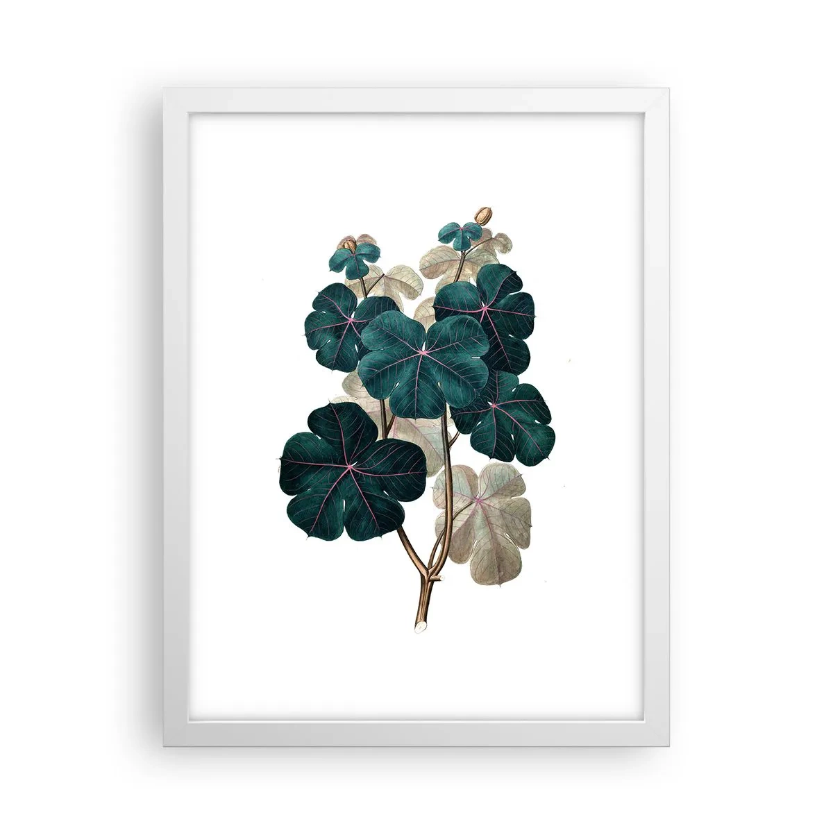 Affiche dans un cadre blanc - Poster - De l'ancien herbier - 30x40 cm