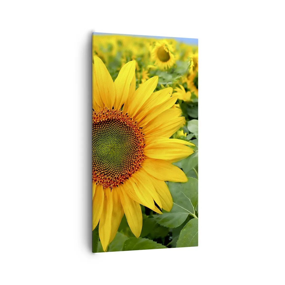 Impression sur toile - Image sur toile - Des centaines de soleils se sont embrasés - 65x120 cm