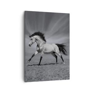 Impression sur toile - Image sur toile - Un cheval noir et blanc dans une pose dynamique dans le désert. - 50x70cm - Né pour séduire - Décoration murale moderne pour le salon et la chambre ARTTOR