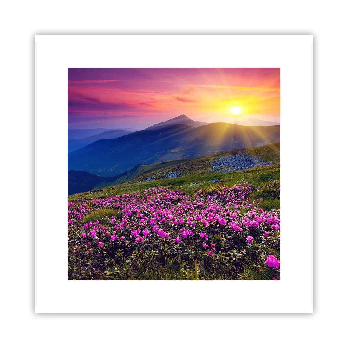 Affiche - Poster - … Et autour, ça sent le pin des montagnes et l'odeur de la prairie - 30x30 cm