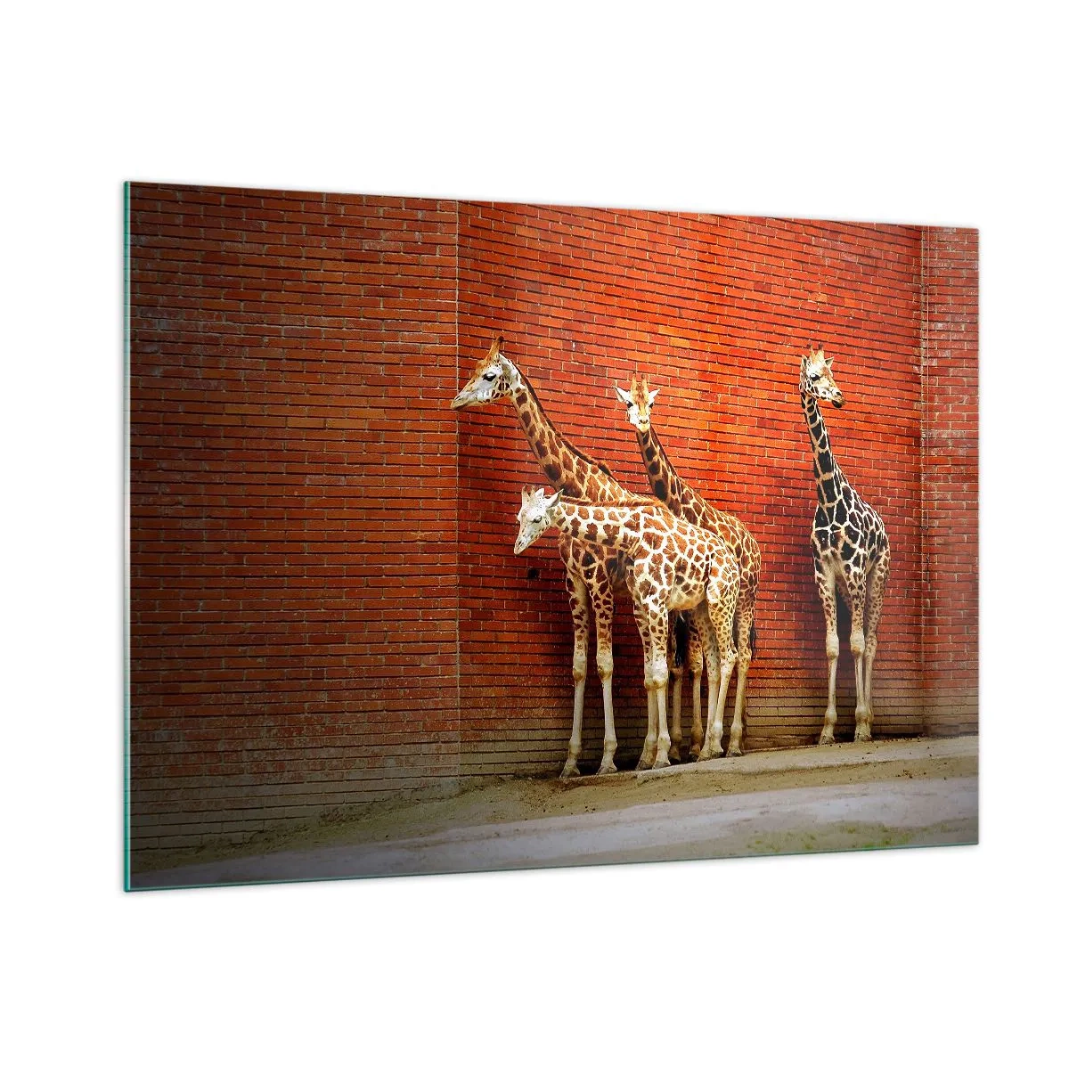 Impression sur verre - Image sur verre - Girafes contre un mur de briques - 100x70cm - Voyez-vous des acacias ? - Décoration murale moderne pour le salon et la chambre ARTTOR