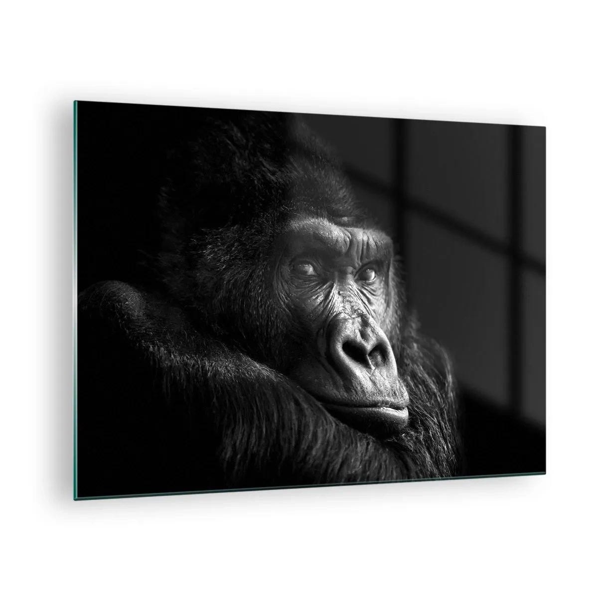 Impression sur verre - Image sur verre - Portrait noir et blanc d'un gorille à l'ombre d'une fenêtre - 70x50cm - Et qu'est-ce que tu regardes? - Décoration murale moderne pour le salon et la chambre ARTTOR