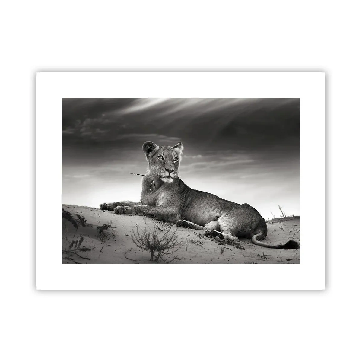 Affiche - Poster - La reine du désert reste - 40x30 cm