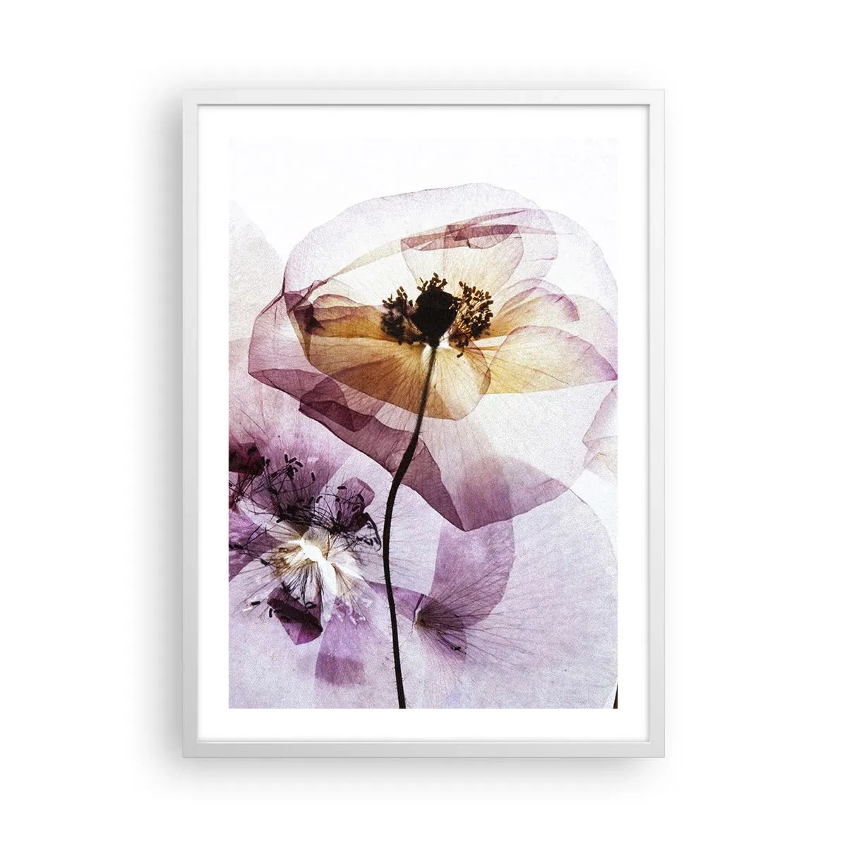 Affiche dans un cadre blanc - Poster - Corps de fleurs transparente - 50x70 cm
