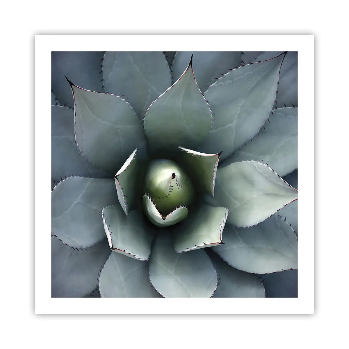 Affiche - Poster - Wabi et observe - 60x60 cm