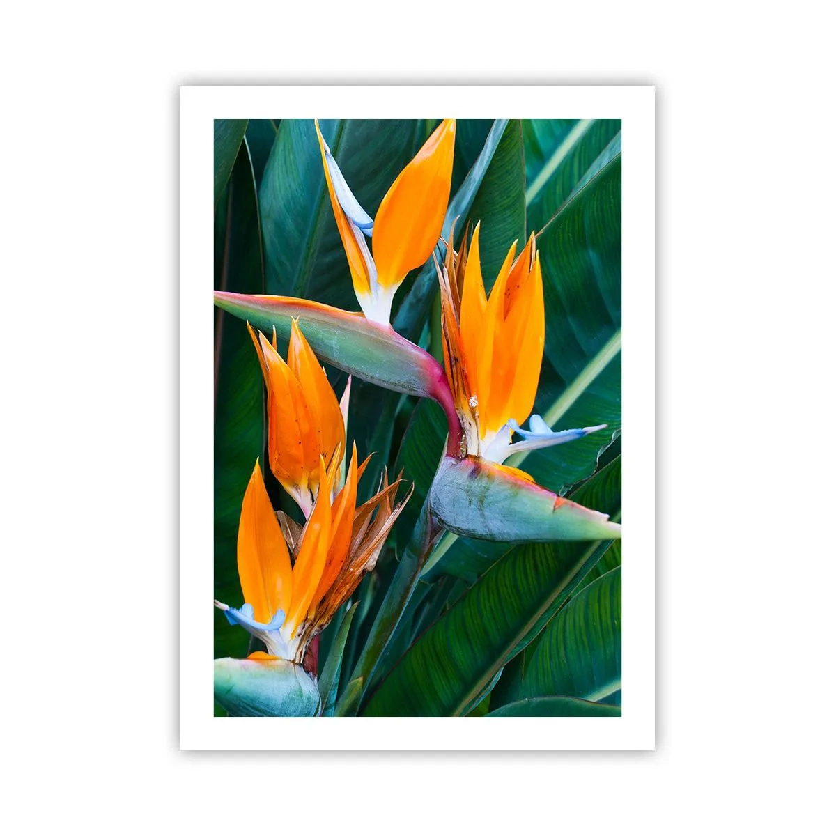 Affiche - Poster - Fleurs de Strelitzia entourées de feuilles vertes - 50x70cm - Est-ce une fleur, est-ce un oiseaux? - Décoration murale moderne pour le salon et la chambre ARTTOR