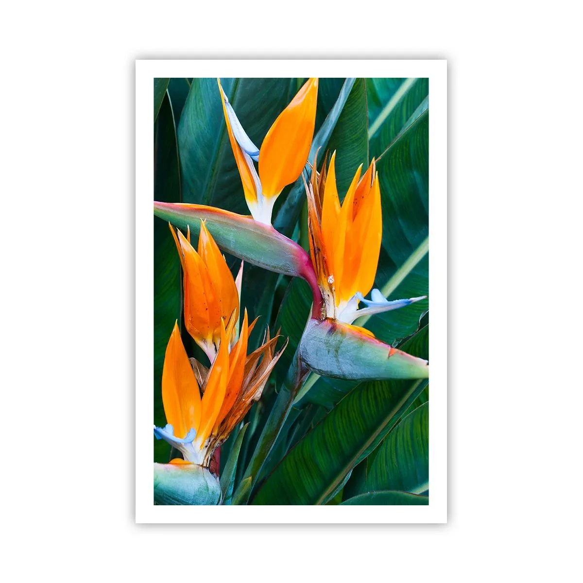 Affiche - Poster - Est-ce une fleur, est-ce un oiseaux? - 61x91 cm