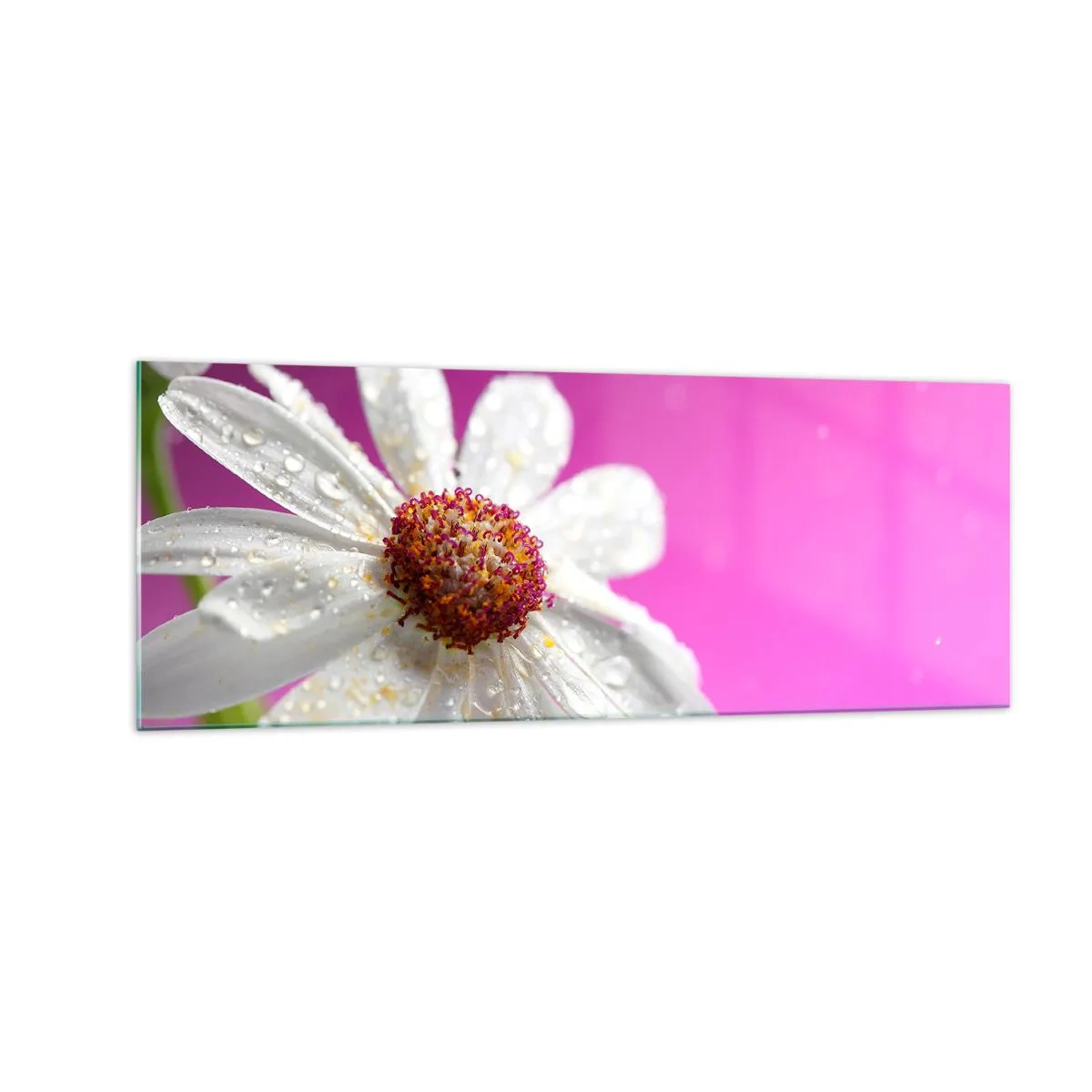 Impression sur verre - Image sur verre - Une marguerite blanche recouverte de gouttes d'eau sur un fond rose - 140x50cm - Modeste dans sa beauté - Décoration murale moderne pour le salon et la chambre ARTTOR