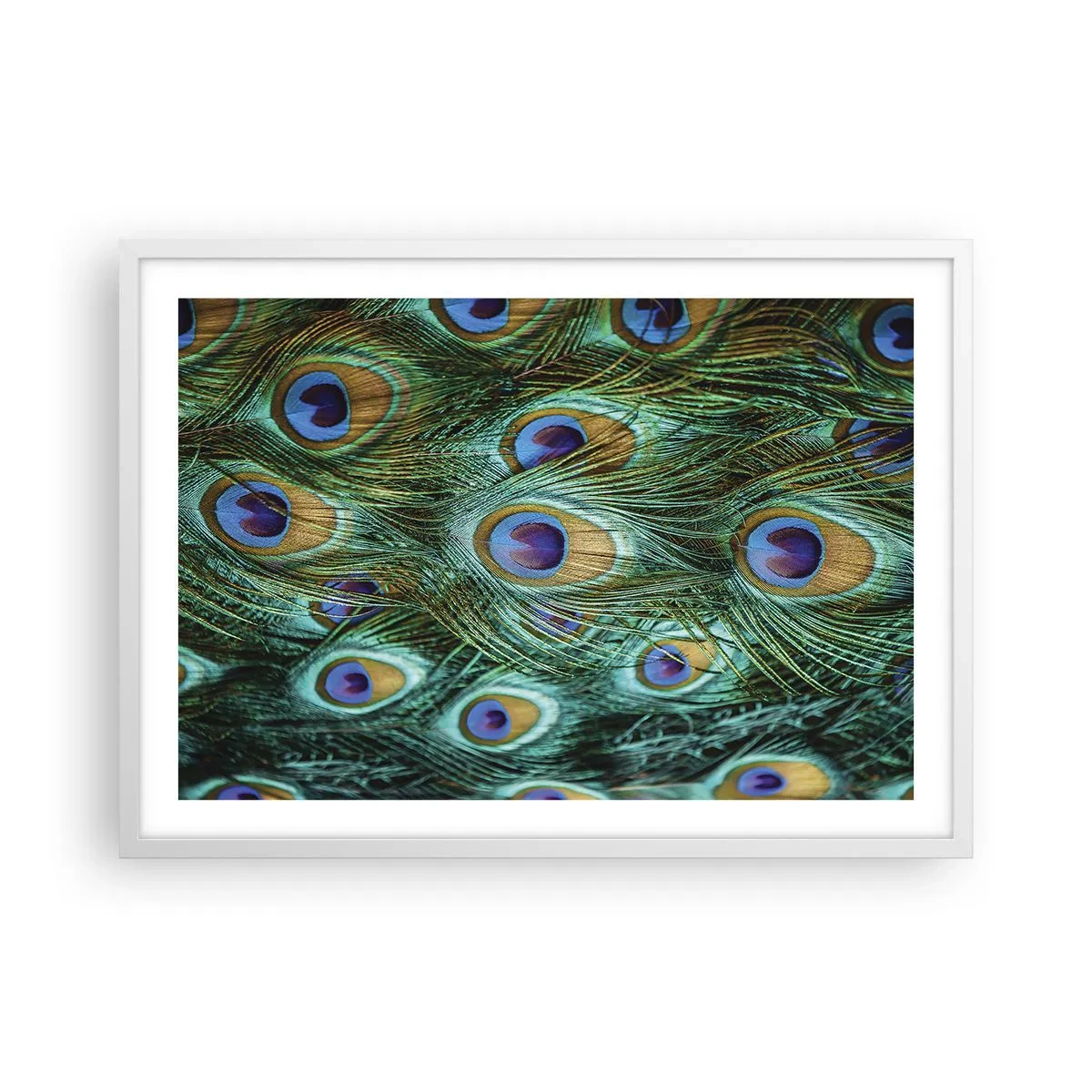 Affiche dans un cadre blanc - Poster - Un regard de paon - 70x50 cm