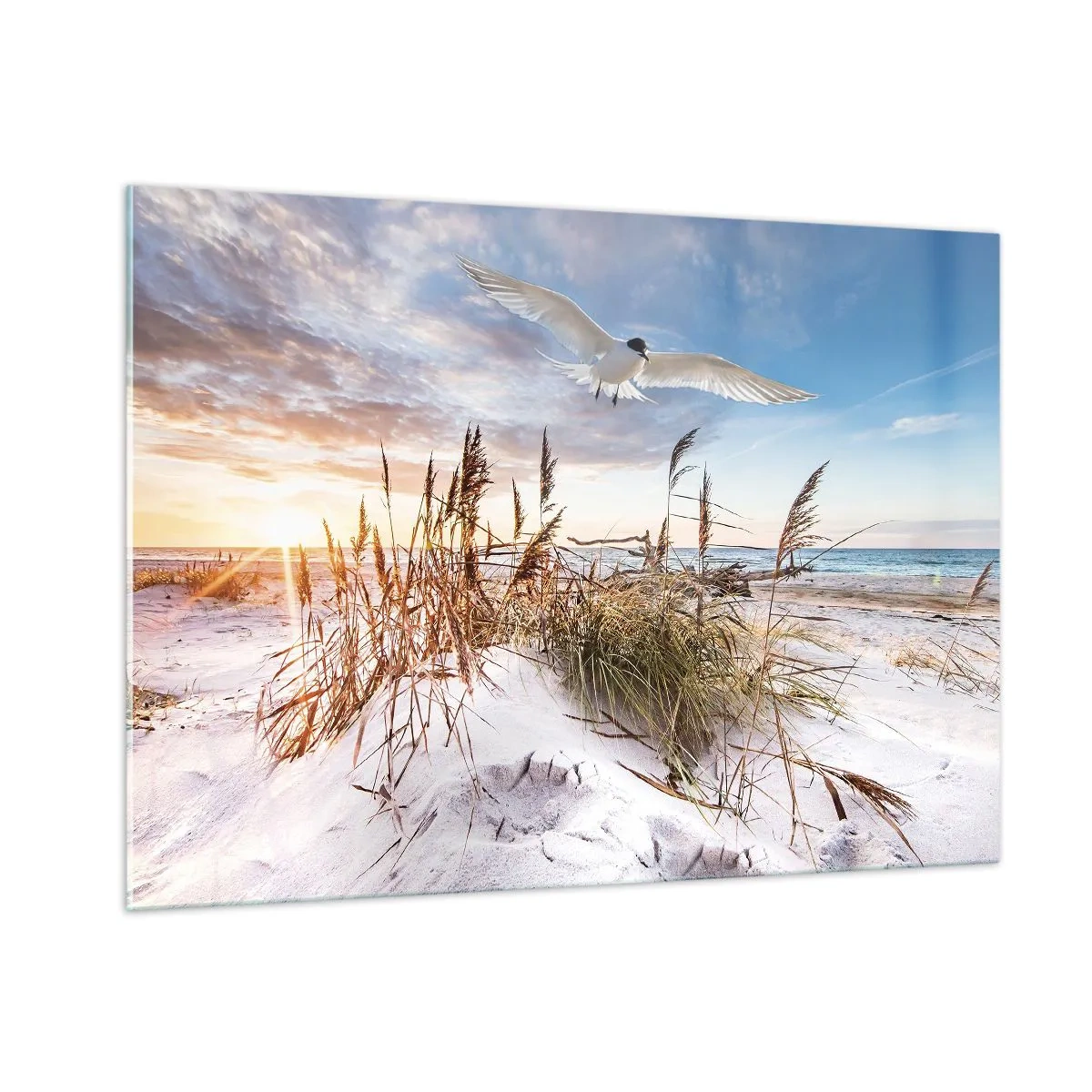 Impression sur verre - Image sur verre - Un oiseau survolant les dunes au coucher du soleil - 100x70cm - Vent de mer - Décoration murale moderne pour le salon et la chambre ARTTOR