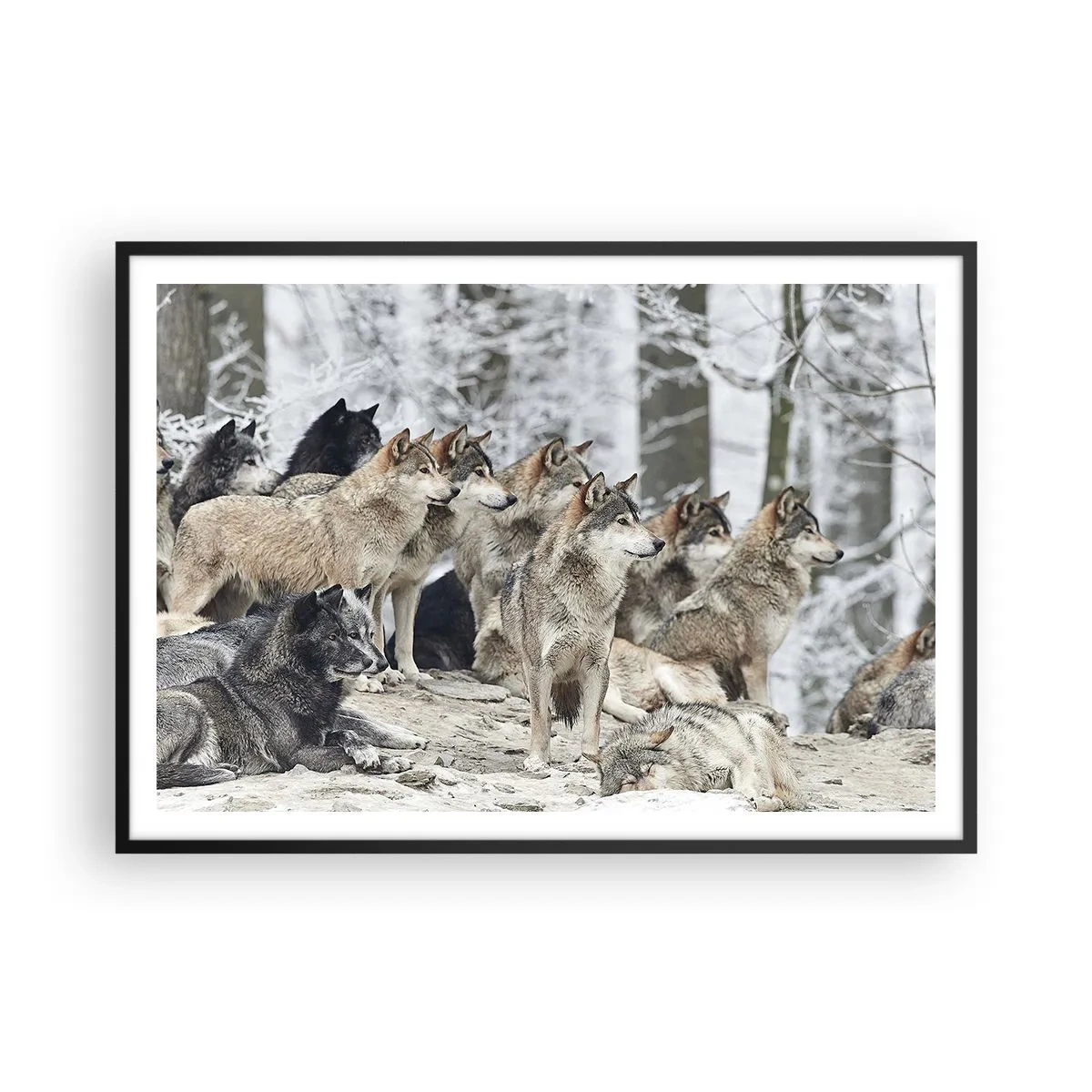 Affiche dans un cadre noir - Poster - Une meute de loups dans la forêt d'hiver - 100x70cm - Famille et amis - Décoration murale moderne pour le salon et la chambre ARTTOR