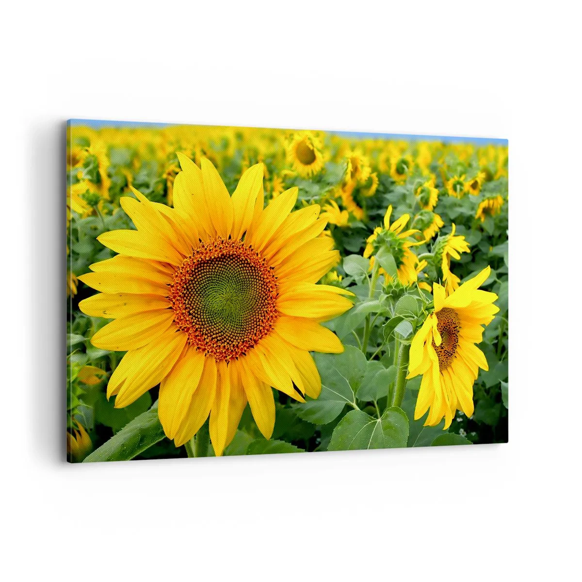 Impression sur toile - Image sur toile - Un champ de tournesols aux fleurs jaunes sur fond de feuilles vertes - 120x80cm - Des centaines de soleils se sont embrasés - Décoration murale moderne pour le salon et la chambre ARTTOR