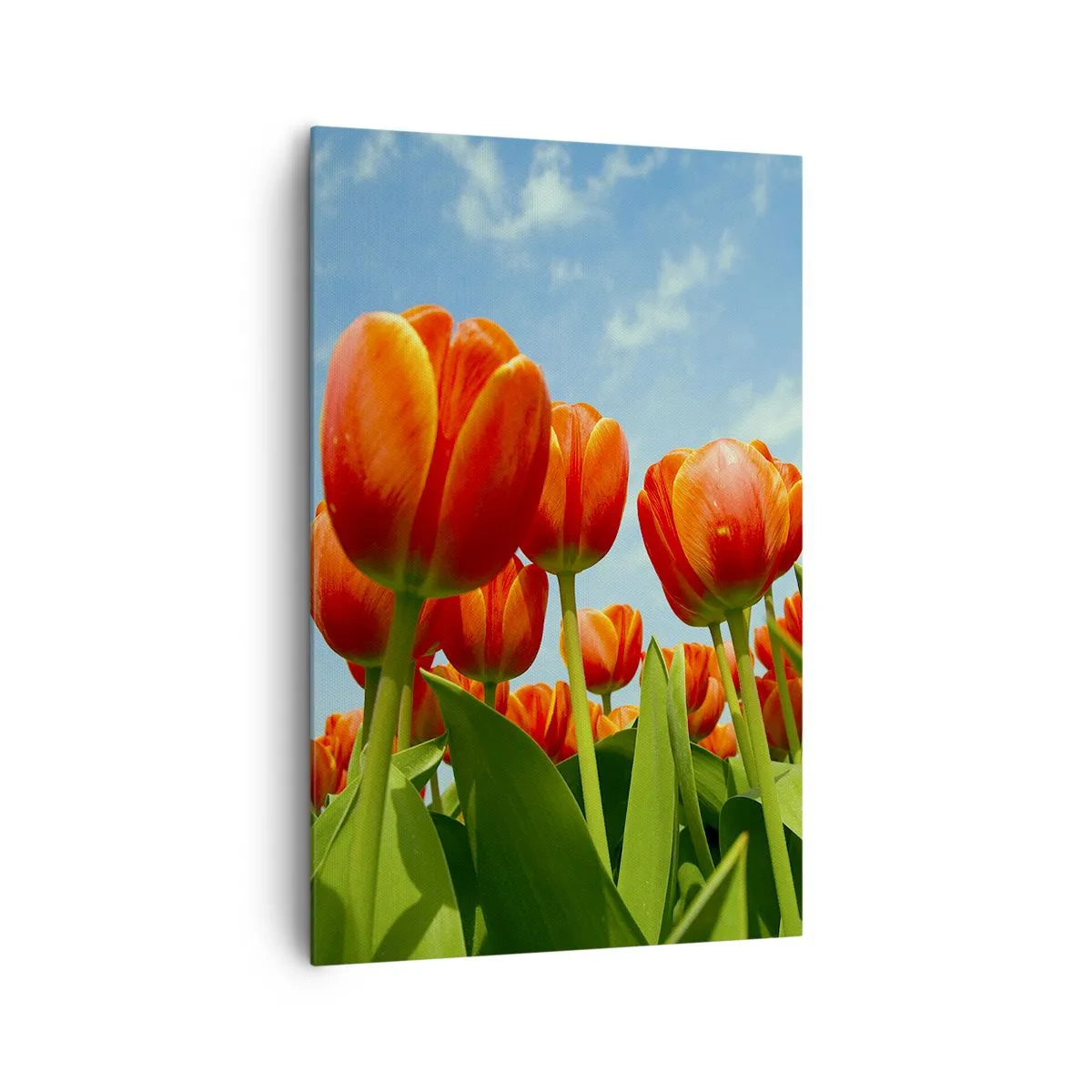 Impression sur toile - Image sur toile - Un champ de tulipes rouges et oranges contre un ciel bleu - 80x120cm - A part le ciel bleu, ils n'ont besoin de rien dans leur vie - Décoration murale moderne pour le salon et la chambre ARTTOR