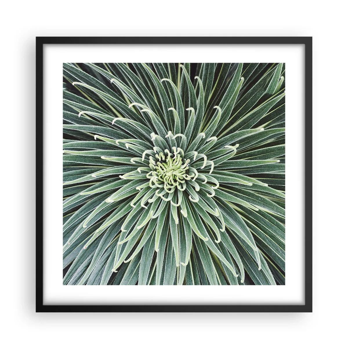 Affiche dans un cadre noir - Poster - Naissance d'une étoile - 50x50 cm