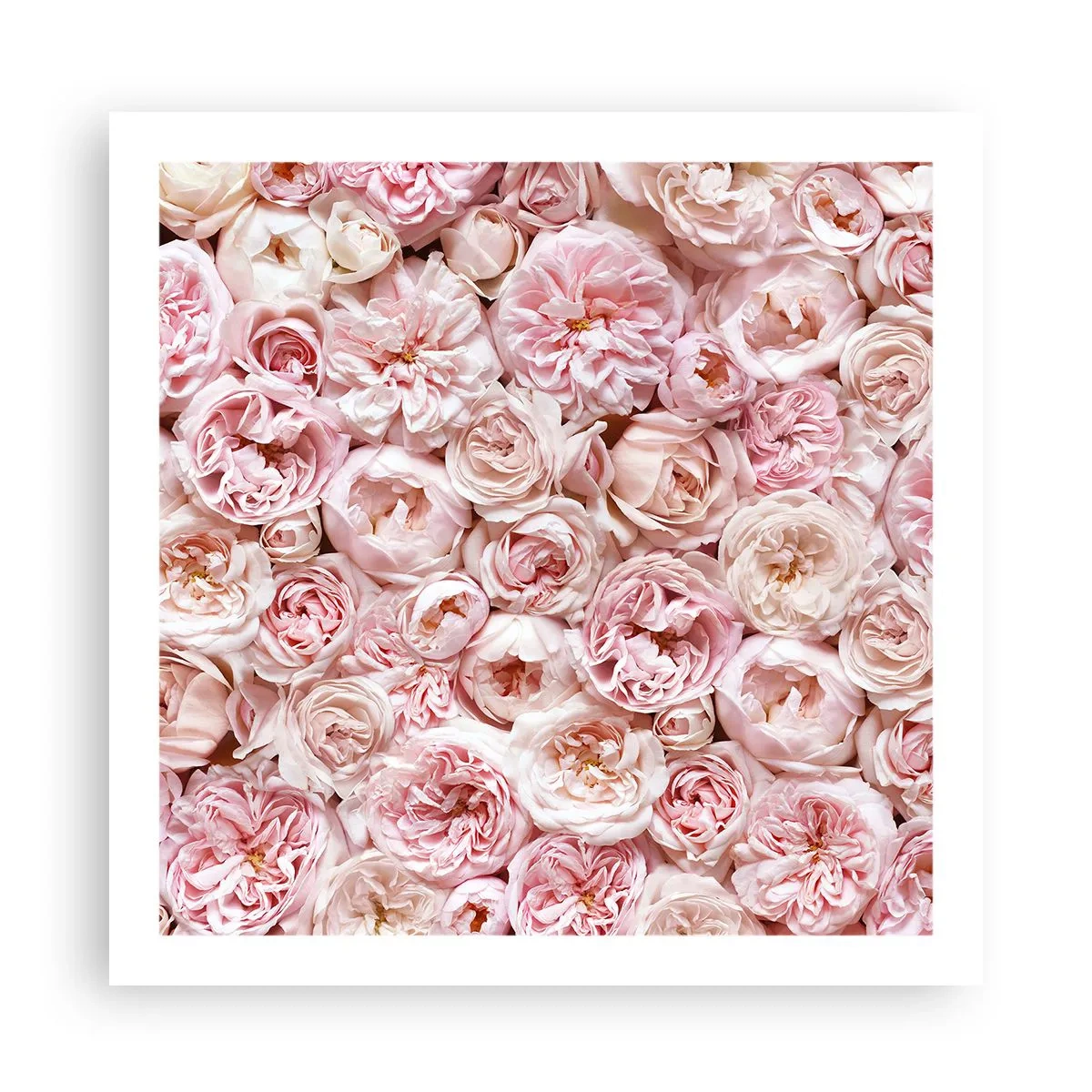 Affiche - Poster - Un lit de roses - 60x60 cm