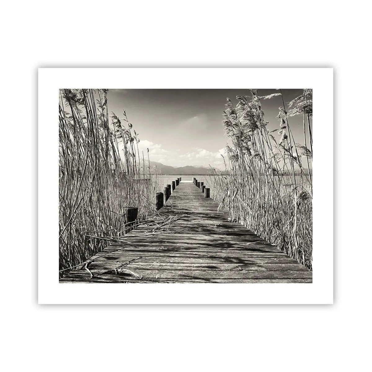 Affiche - Poster - Dans le calme de l'herbe - 50x40 cm