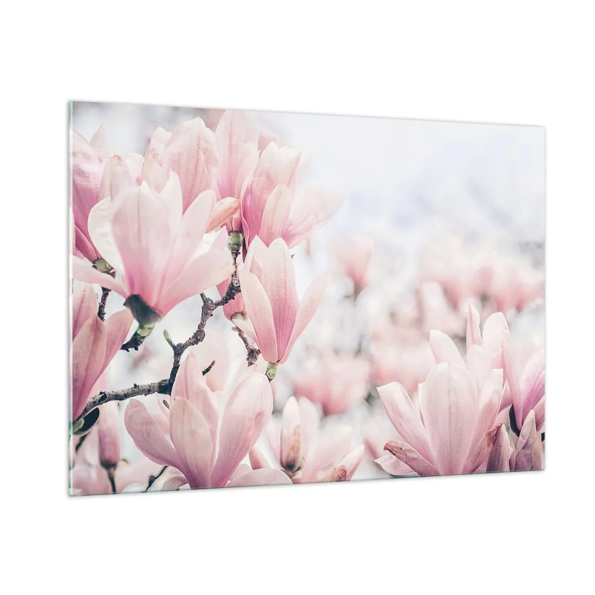Impression sur verre - Image sur verre - Magnolias roses délicats sur fond clair - 100x70cm - Idéal de la subtilité - Décoration murale moderne pour le salon et la chambre ARTTOR