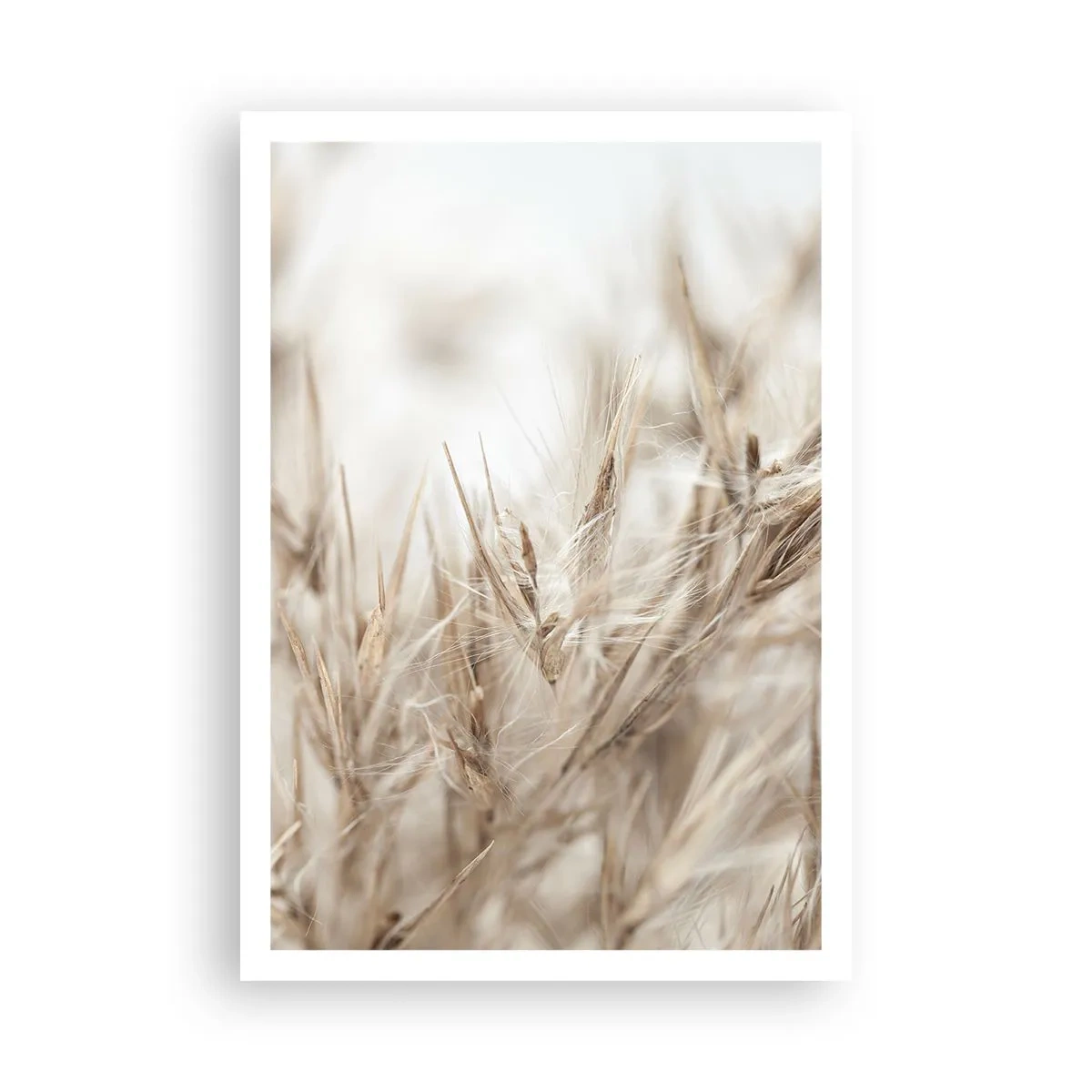 Affiche - Poster - Prairie et vent - 70x100 cm
