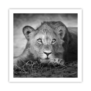 Affiche - Poster - Chiot royal - 60x60 cm