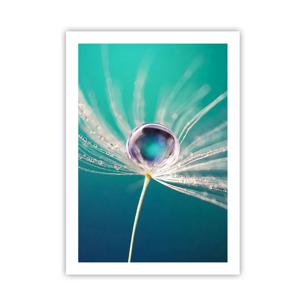 Affiche - Poster - Macrophotographie d'une goutte d'eau sur un pissenlit - 50x70cm - Moment mystique - Décoration murale moderne pour le salon et la chambre ARTTOR