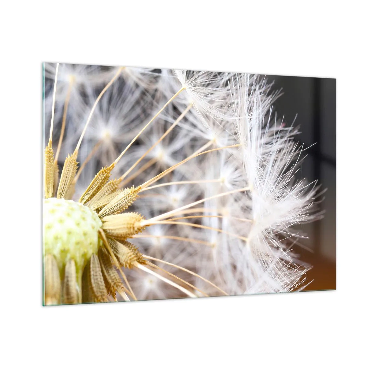 Impression sur verre - Image sur verre - Gros plan d'un pissenlit aux graines délicates - 100x70cm - Juste avant le départ - Décoration murale moderne pour le salon et la chambre ARTTOR