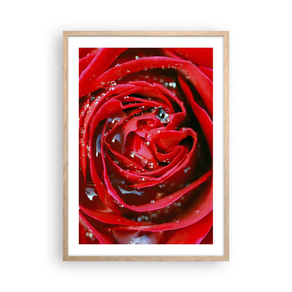 Affiche dans un chêne clair - Poster - Dans les gouttes de rosée - 50x70 cm