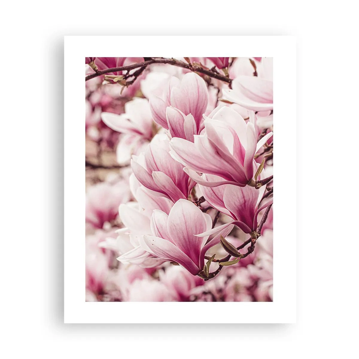 Affiche - Poster - Le printemps est rose - 40x50 cm