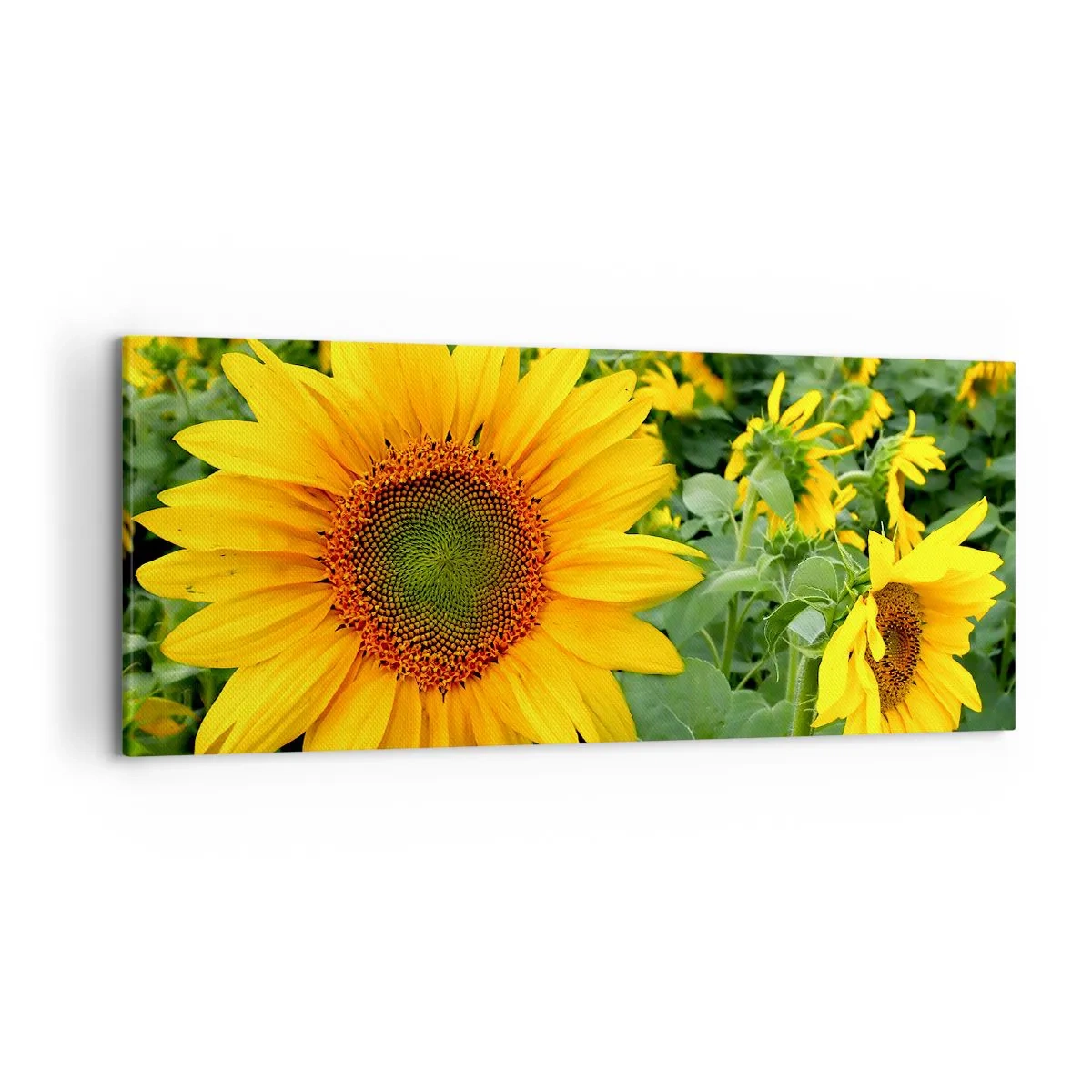 Impression sur toile - Image sur toile - Un champ de tournesols aux fleurs jaunes sur fond de feuilles vertes - 120x50cm - Des centaines de soleils se sont embrasés - Décoration murale moderne pour le salon et la chambre ARTTOR