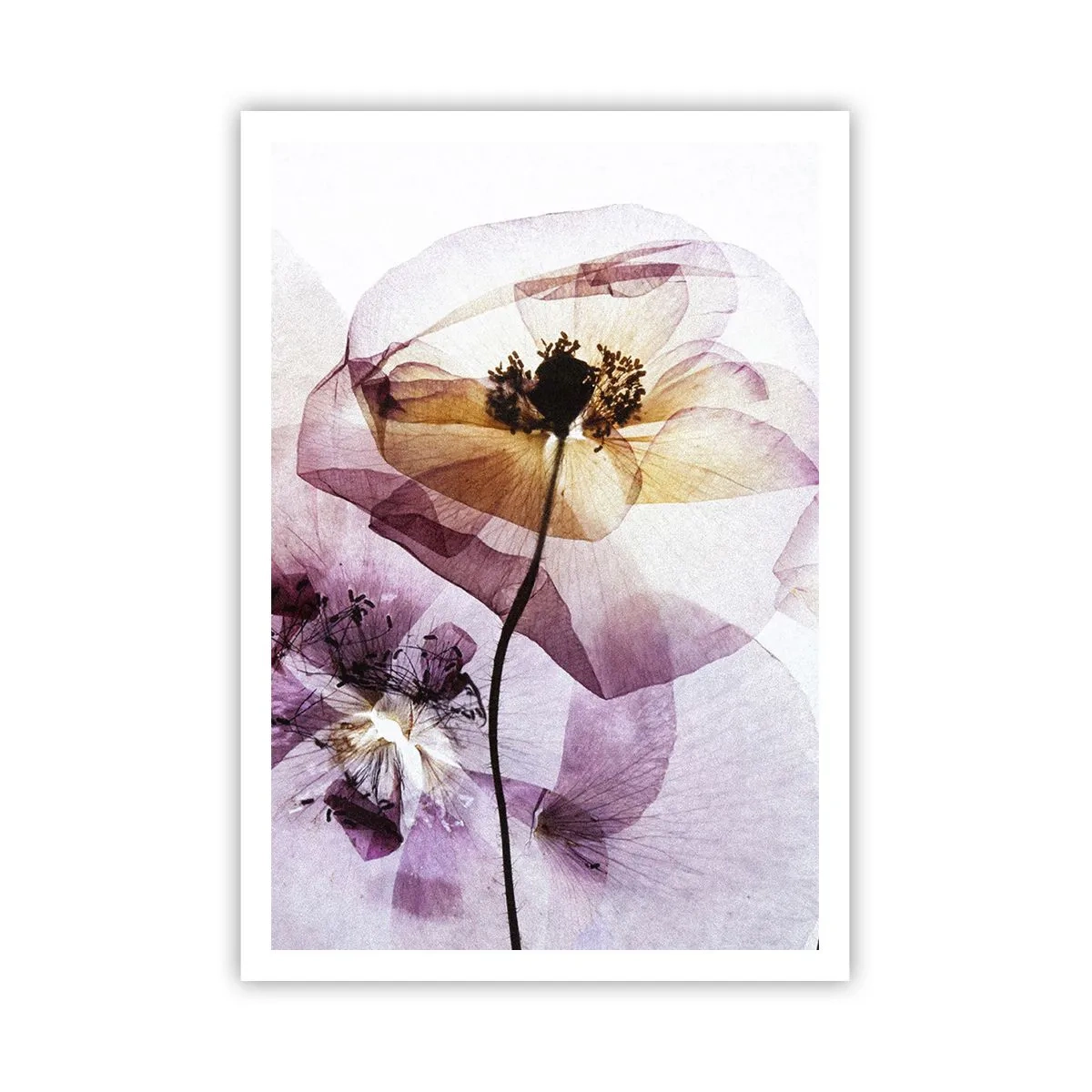 Affiche - Poster - Corps de fleurs transparente - 70x100 cm