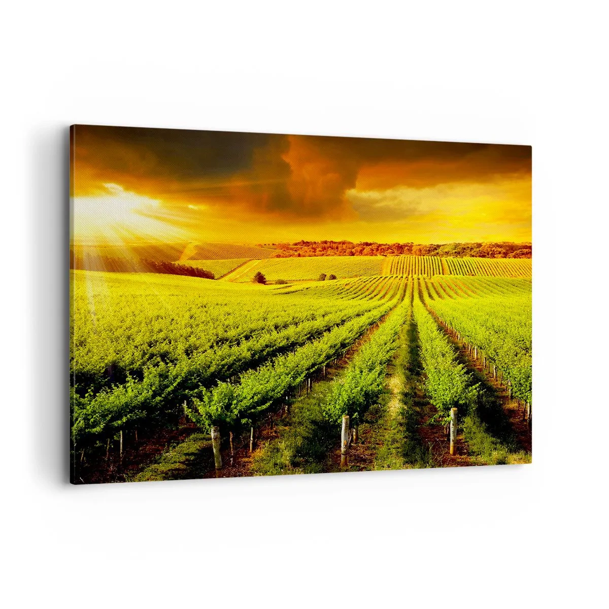 Impression sur toile - Image sur toile - Des vignes dorées illuminées par les rayons du soleil - 100x70cm - Sous le soleil australien - Décoration murale moderne pour le salon et la chambre ARTTOR