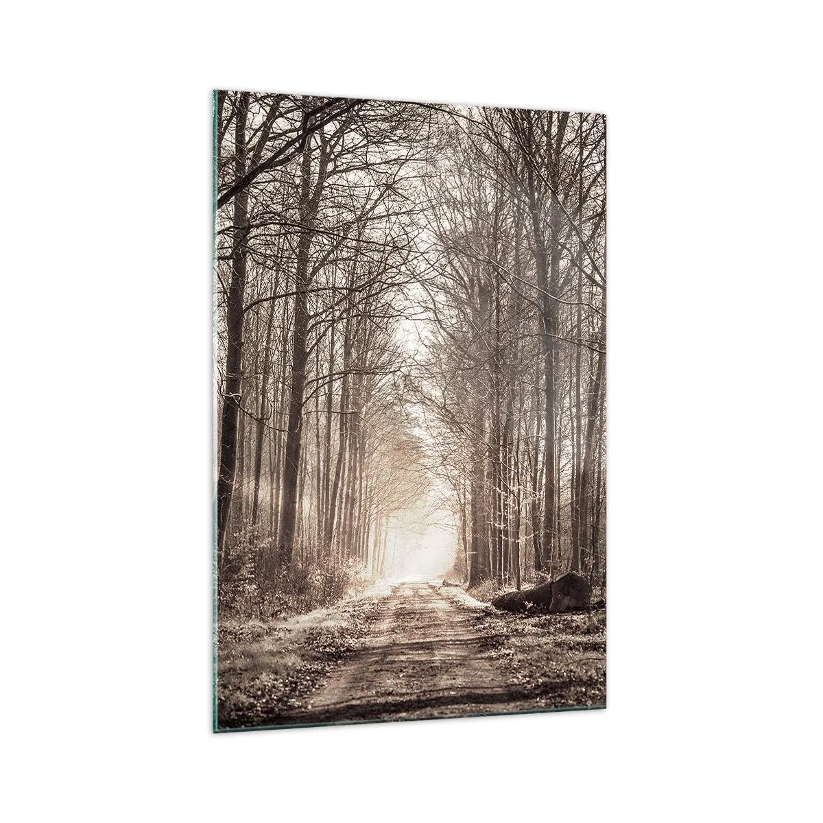 Impression sur verre - Image sur verre - Un chemin forestier parmi des arbres aux tons sépia - 70x100cm - Cathédrale de la forêt - Décoration murale moderne pour le salon et la chambre ARTTOR