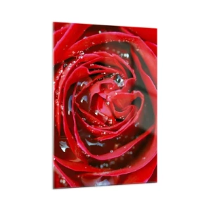 Impression sur verre - Image sur verre - Gros plan d'une rose rouge avec des gouttes de rosée - 50x70cm - Dans les gouttes de rosée - Décoration murale moderne pour le salon et la chambre ARTTOR