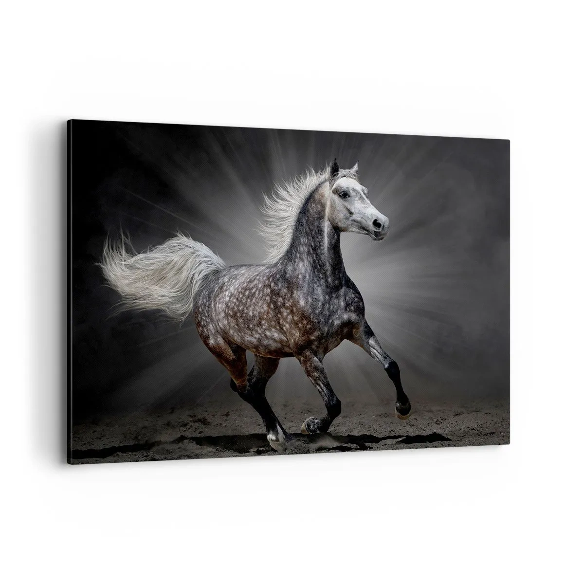 Impression sur toile - Image sur toile - Un cheval blanc galopant sur un fond sombre - 100x70cm - Le gris est beau - Décoration murale moderne pour le salon et la chambre ARTTOR