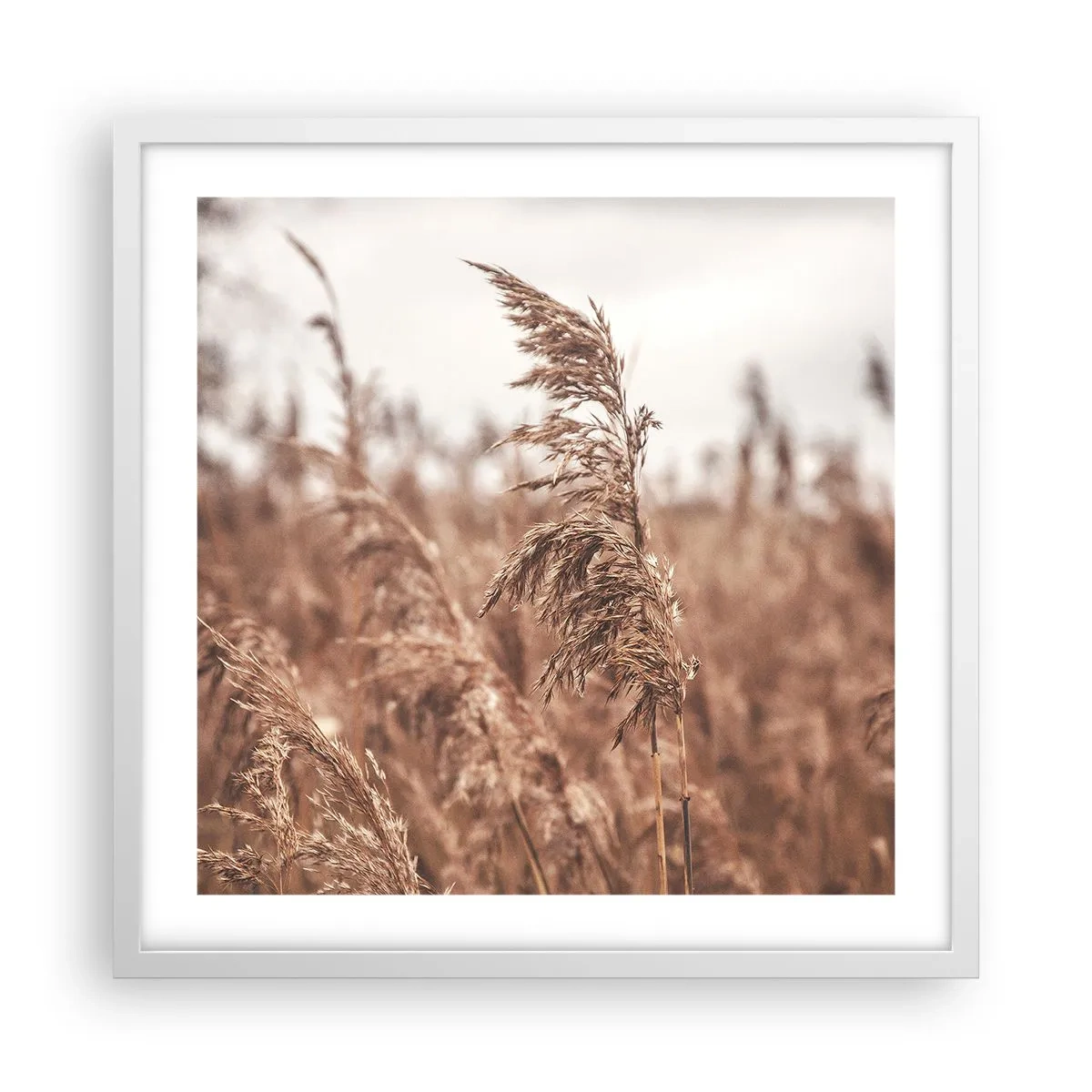 Affiche dans un cadre blanc - Poster - C'est déjà l'automne dans les champs - 50x50 cm