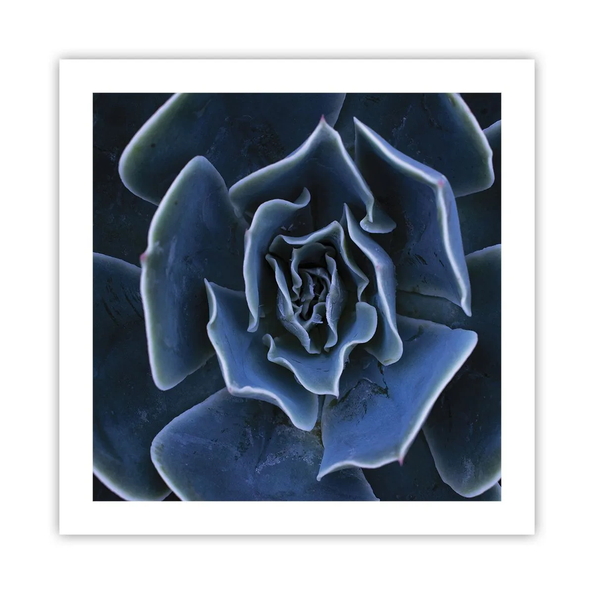 Affiche - Poster - Fleur du désert - 50x50 cm