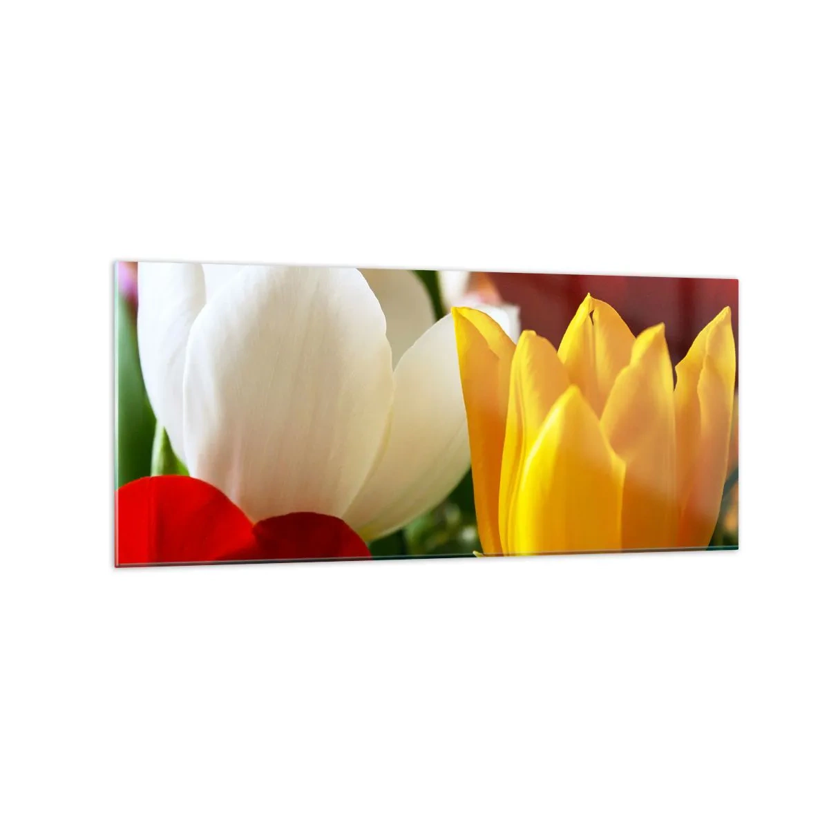 Impression sur verre - Image sur verre - Gros plan de tulipes colorées sur un fond printanier - 120x50cm - La fièvre des tulipes - Décoration murale moderne pour le salon et la chambre ARTTOR