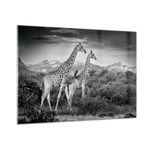 Impression sur verre - Image sur verre - Une photographie en noir et blanc de deux girafes dans la savane. - 100x70cm - Hautes sphères en Afrique - Décoration murale moderne pour le salon et la chambre ARTTOR