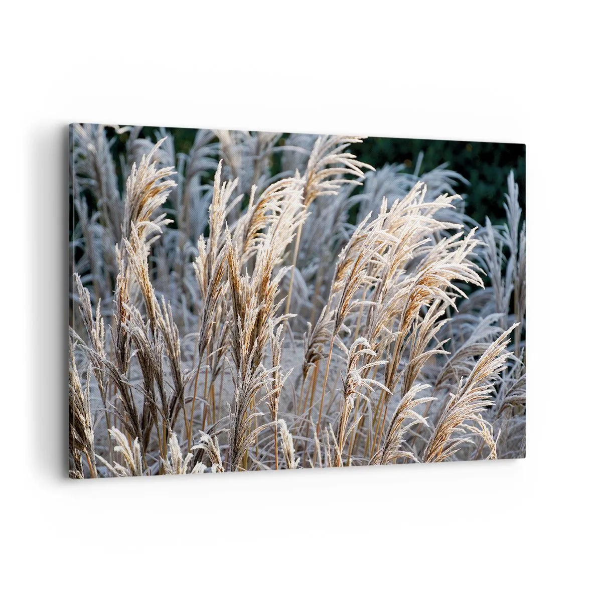 Impression sur toile - Image sur toile - Brins d'herbe d'hiver recouverts de givre sur un fond vert foncé - 100x70cm - Habillé de givre - Décoration murale moderne pour le salon et la chambre ARTTOR