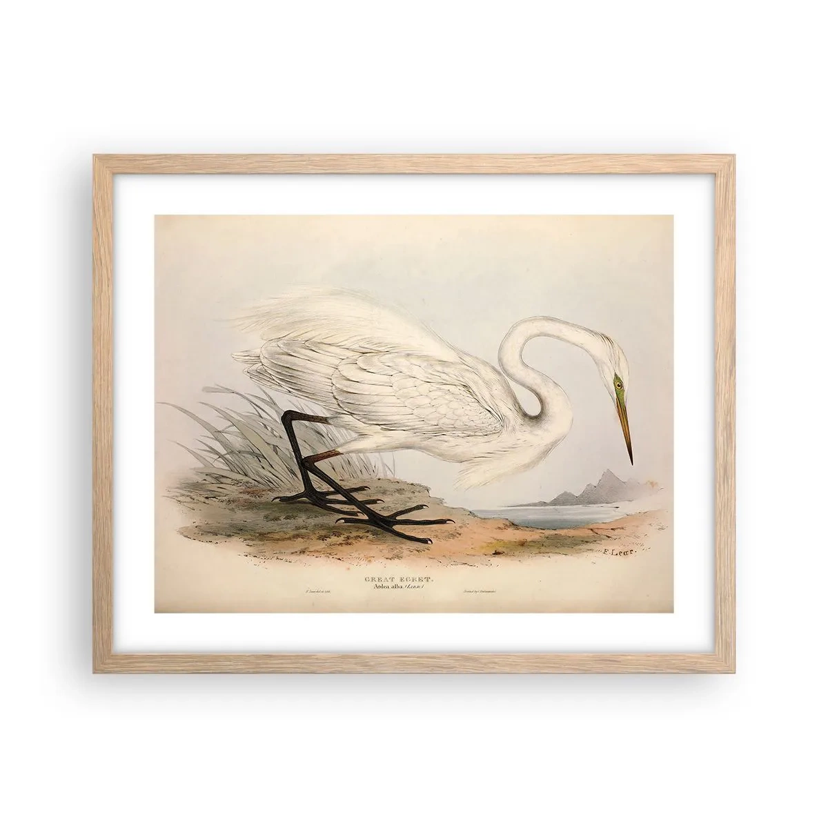 Affiche dans un chêne clair - Poster - Dame sur les joncs - 50x40 cm